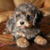 Slate Bernedoodle Puppy for Sale
