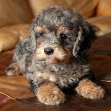 Slate Bernedoodle Puppy for Sale