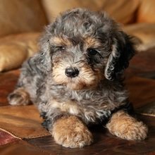 Slate Bernedoodle Puppy for Sale | Healthy Male Bernedoodle | Pet Kingdom Online - Image 3