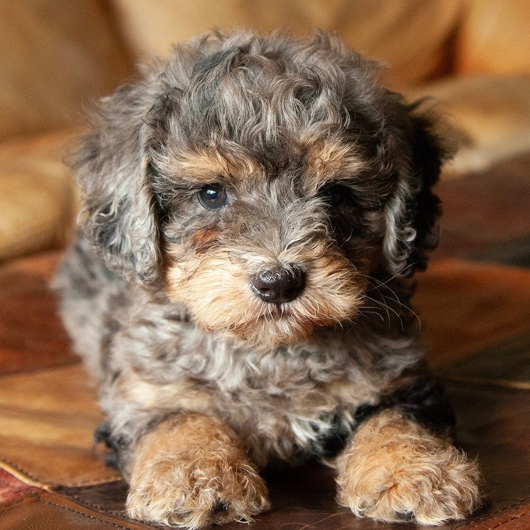 Slate Bernedoodle Puppy for Sale | Healthy Male Bernedoodle | Pet Kingdom Online - Image 2