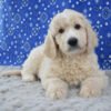 Malcolm Goldendoodle Puppy for Sale