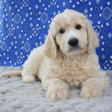 Malcolm Goldendoodle Puppy for Sale