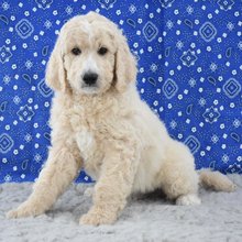 Malcolm Goldendoodle Puppy for Sale | Healthy Male Goldendoodle | Pet Kingdom Online - Image 4