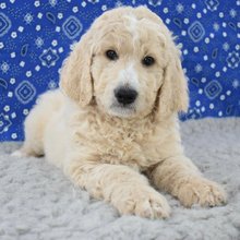 Malcolm Goldendoodle Puppy for Sale | Healthy Male Goldendoodle | Pet Kingdom Online - Image 3