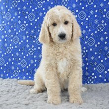 Alternative view of Malcolm Goldendoodle Puppy for Sale | Healthy Male Goldendoodle | Pet Kingdom Online