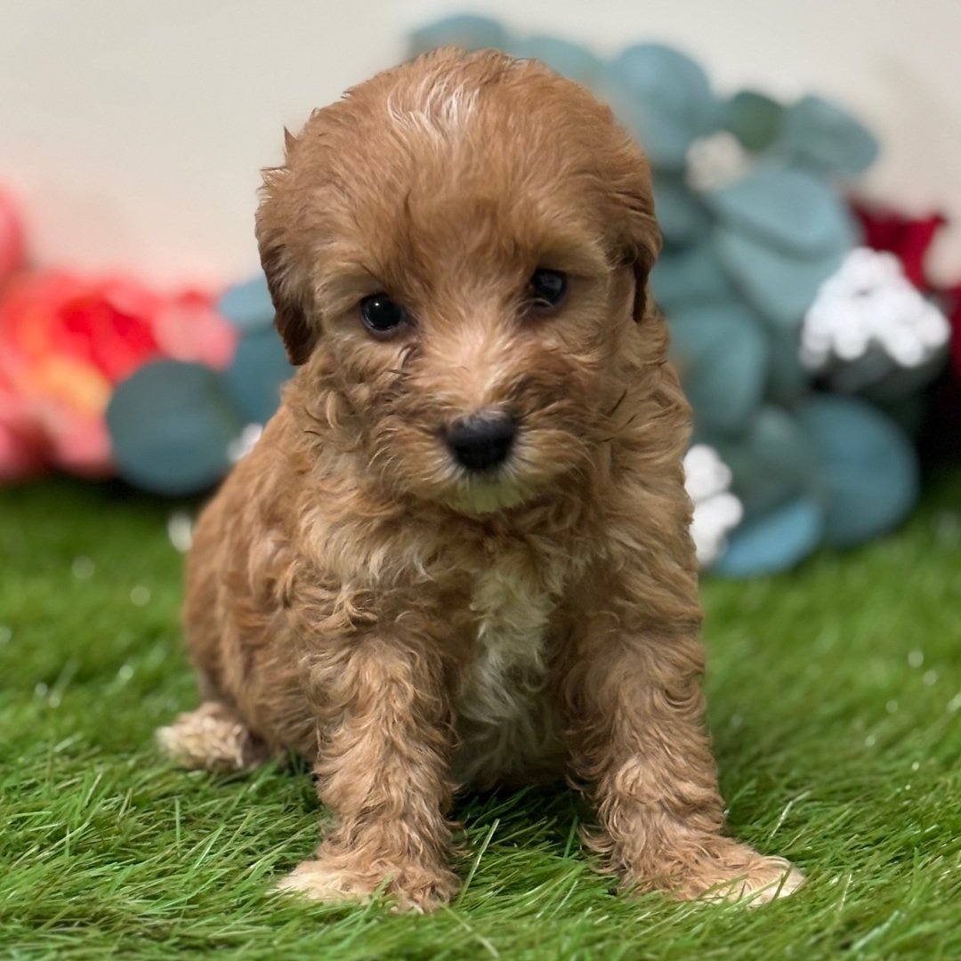 Sugar Goldendoodle Puppy for Sale | Healthy Female Goldendoodle | Pet Kingdom Online - Image 3