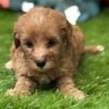 Sugar Goldendoodle Puppy for Sale