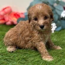 Sugar Goldendoodle Puppy for Sale | Healthy Female Goldendoodle | Pet Kingdom Online - Image 4