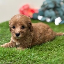 Alternative view of Sugar Goldendoodle Puppy for Sale | Healthy Female Goldendoodle | Pet Kingdom Online