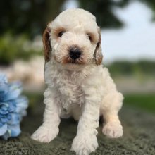 Otis Goldendoodle Puppy for Sale | Healthy Male Goldendoodle | Pet Kingdom Online - Image 4