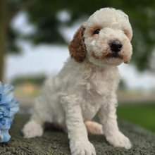 Otis Goldendoodle Puppy for Sale