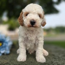 Otis Goldendoodle Puppy for Sale | Healthy Male Goldendoodle | Pet Kingdom Online - Image 3