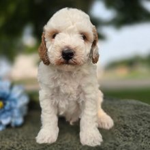 Alternative view of Otis Goldendoodle Puppy for Sale | Healthy Male Goldendoodle | Pet Kingdom Online