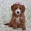 Azana Goldendoodle Puppy for Sale