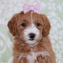 Azana Goldendoodle Puppy for Sale | Healthy Female Goldendoodle | Pet Kingdom Online - Image 4
