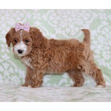 Azana Goldendoodle Puppy for Sale | Healthy Female Goldendoodle | Pet Kingdom Online - Image 3