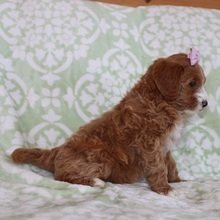 Alternative view of Azana Goldendoodle Puppy for Sale | Healthy Female Goldendoodle | Pet Kingdom Online