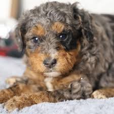 Slate Bernedoodle Puppy for Sale | Healthy Male Bernedoodle | Pet Kingdom Online - Image 5