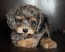 Slate Bernedoodle Puppy for Sale | Healthy Male Bernedoodle | Pet Kingdom Online - Image 6