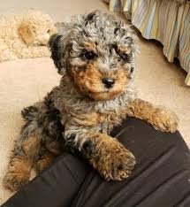 Slate Bernedoodle Puppy for Sale | Healthy Male Bernedoodle | Pet Kingdom Online - Image 4
