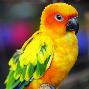 Sun Conure Parrot for Sale – Beautiful Orange & Yellow Sun Conure - Image 3