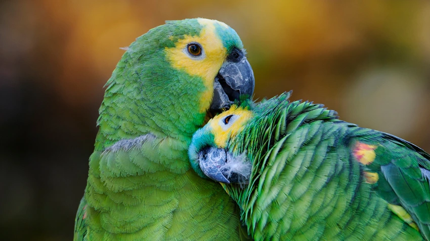 Blue Fronted Amazon Parrot for Sale – Beautiful Companion Parrot - Image 3