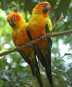 Alternative view of Sun Conure Pair for Sale – Beautiful Companion Parrots