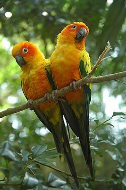 Sun Conure Pair for Sale – Beautiful Companion Parrots - Image 2
