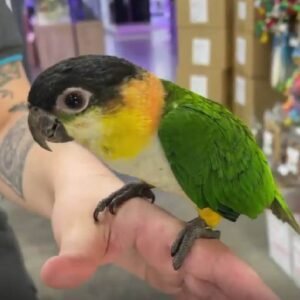 Alternative view of Black Headed Caique for Sale – Beautiful Companion Parrot