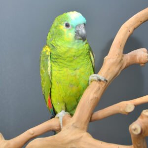 Alternative view of Blue Fronted Amazon Parrot for Sale – Beautiful Companion Parrot