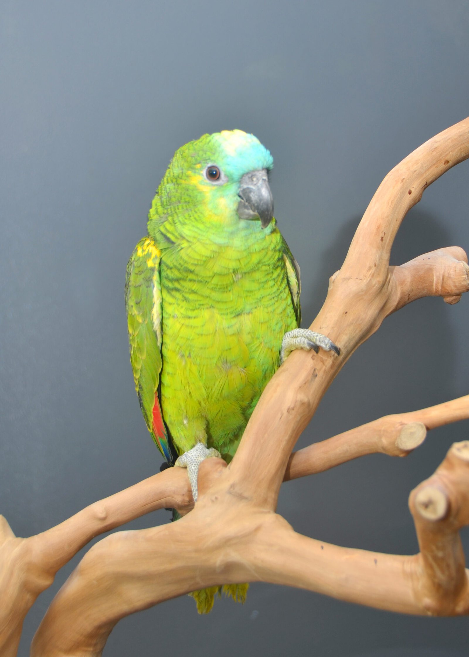 Blue Fronted Amazon Parrot for Sale – Beautiful Companion Parrot - Image 2