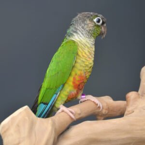 Alternative view of Green Cheek Conure for Sale – Beautiful Companion Bird