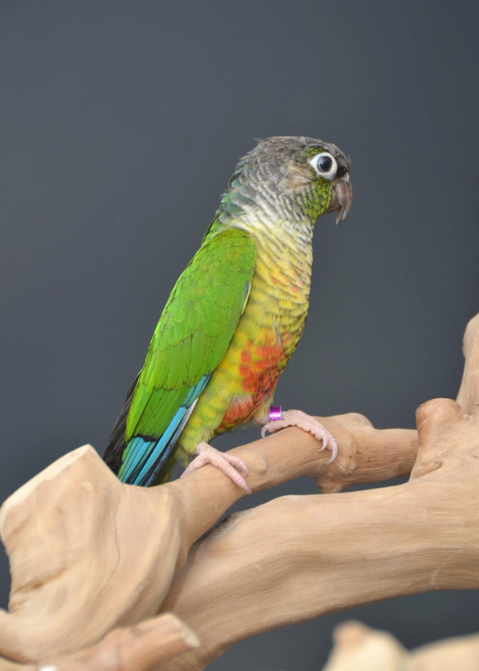 Green Cheek Conure for Sale – Beautiful Companion Bird - Image 2