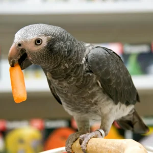 Alternative view of Timneh African Grey Parrot for Sale – Intelligent Companion Bird