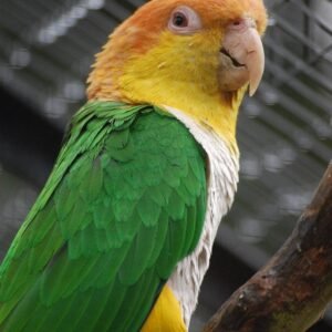 Alternative view of White Bellied Caique for Sale – Beautiful Companion Parrot
