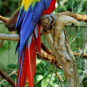 Alternative view of Scarlet Macaw for Sale – Stunning Companion Macaw