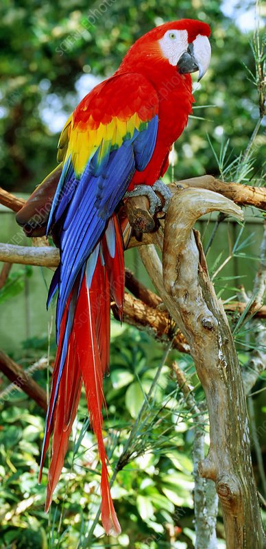 Scarlet Macaw for Sale – Stunning Companion Macaw - Image 2