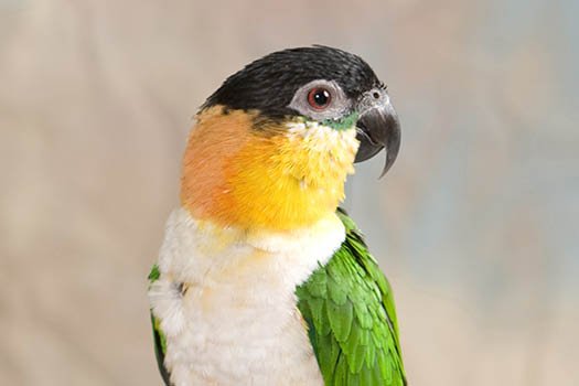 Black Headed Caique for Sale – Beautiful Companion Parrot - Image 3