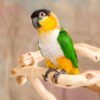 Black Headed Caique for Sale with black head orange face green wings and white chest