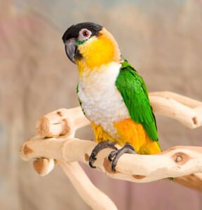 Black Headed Caique for Sale with black head orange face green wings and white chest