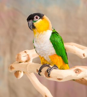 Black Headed Caique for Sale with black head orange face green wings and white chest