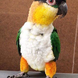 Black Headed Caique for Sale with black head green wings and yellow orange face