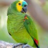 Blue Fronted Amazon Parrot for Sale with green feathers blue forehead and yellow face
