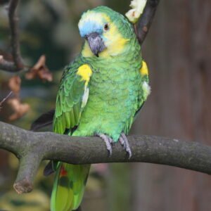 Blue Fronted Amazon Parrot for Sale with blue forehead green feathers and yellow face