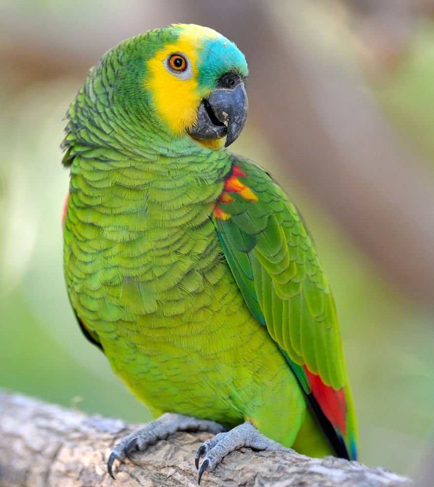 Blue Fronted Amazon Parrot for Sale with green feathers blue forehead and yellow face