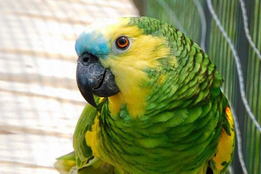 Blue Fronted Amazon Parrot for Sale – Beautiful Companion Parrot - Image 3