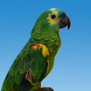 Alternative view of Blue Fronted Amazon Parrot for Sale – Beautiful Companion Parrot