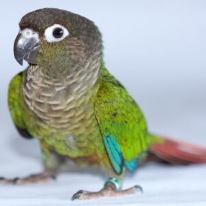Green Cheek Conure for Sale with green turquoise and red feathers