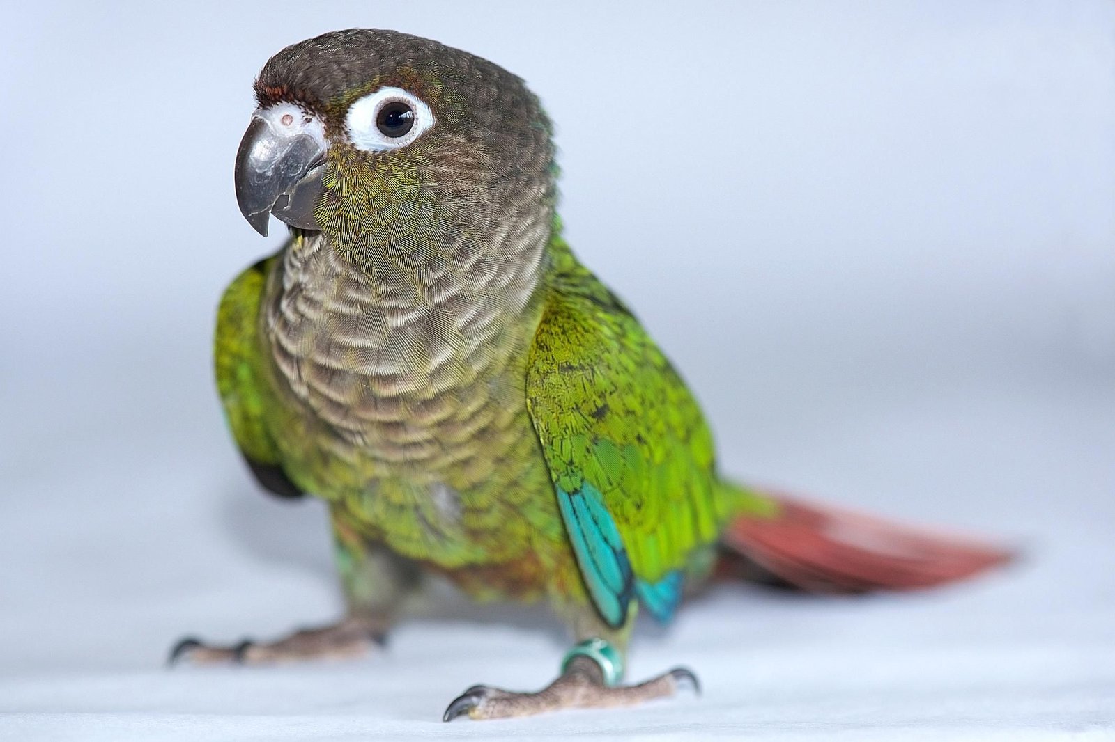 Green Cheek Conure for Sale with green turquoise and red feathers