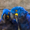 Hyacinth Macaw Pair for Sale with deep blue feathers and yellow facial markings